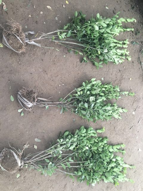 ��Ҷ����С��