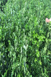 ��Ҷ����С��