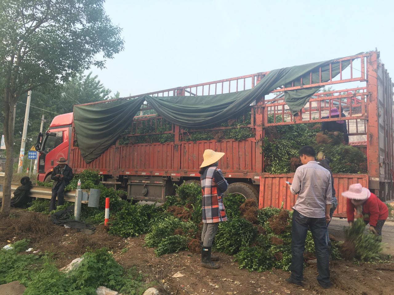 ��Ҷ����