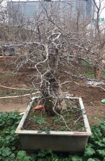 ����ʯ��