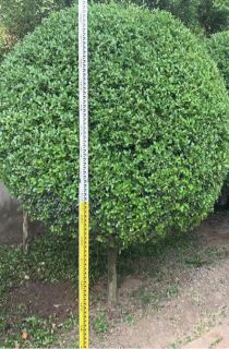 СҶ������