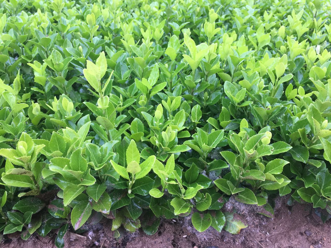 ��Ҷ����С��