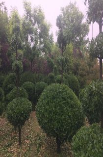 ��Ҷ����