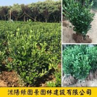 ��Ҷ����