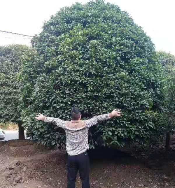 Ҷ
