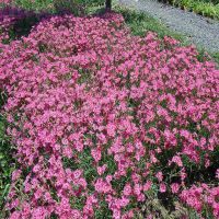 ����ʯ��