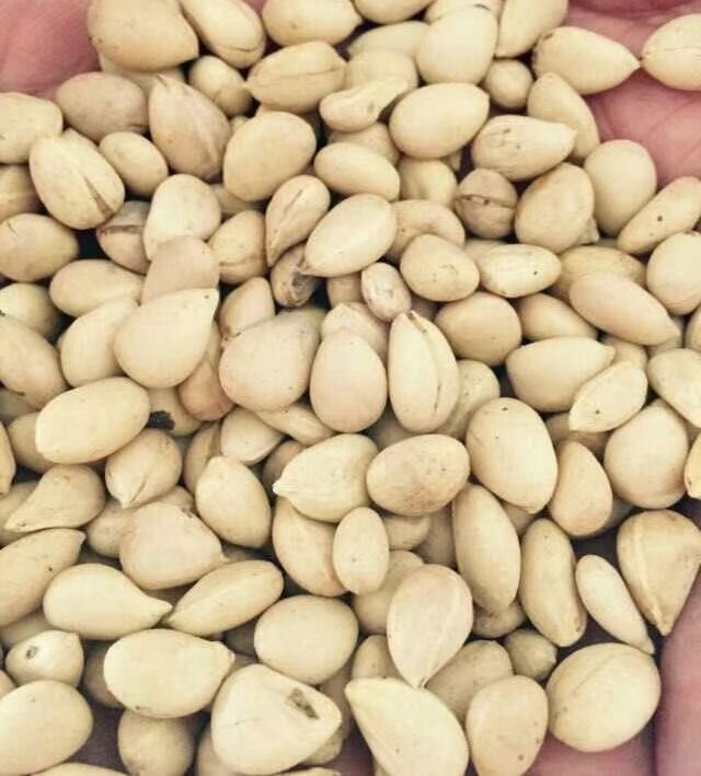 �޺�������