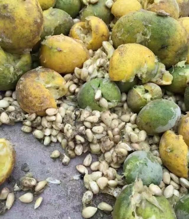 �޺�������