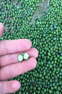 �޺�������