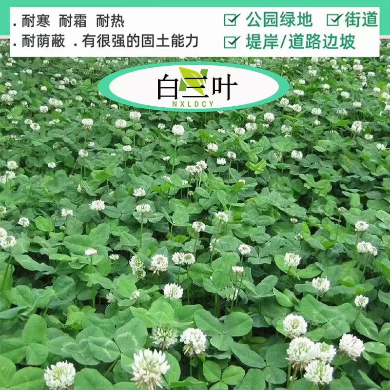 ޣ