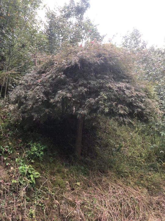 ë