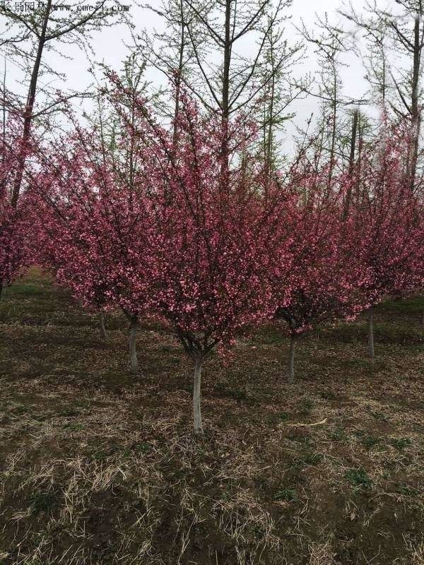 ��ݮ��������