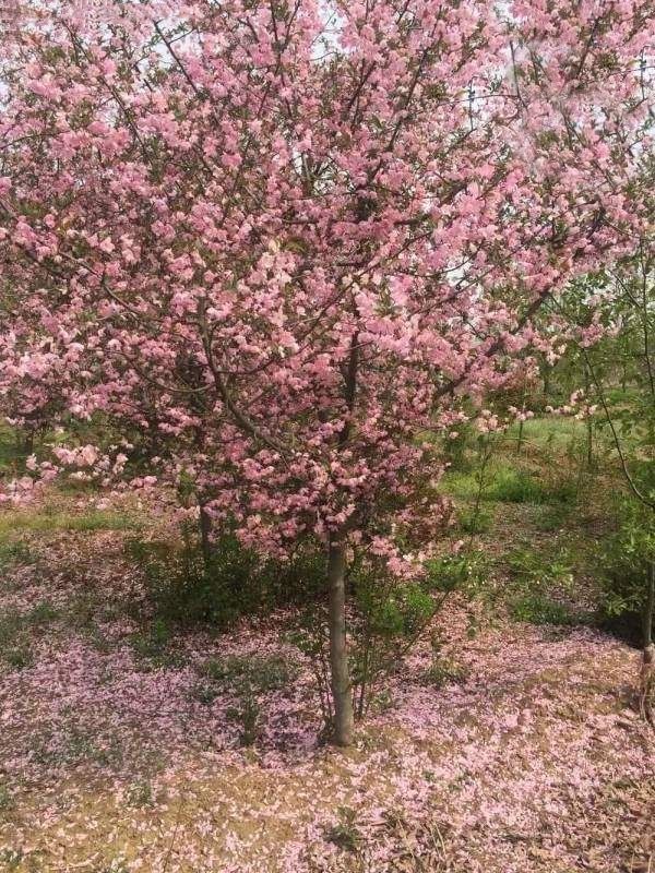 ��ݮ��������