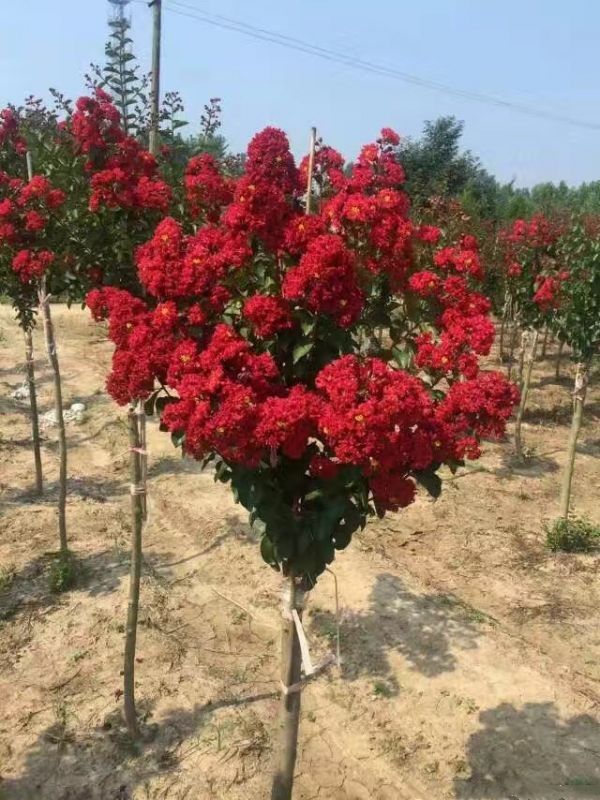 ޱ