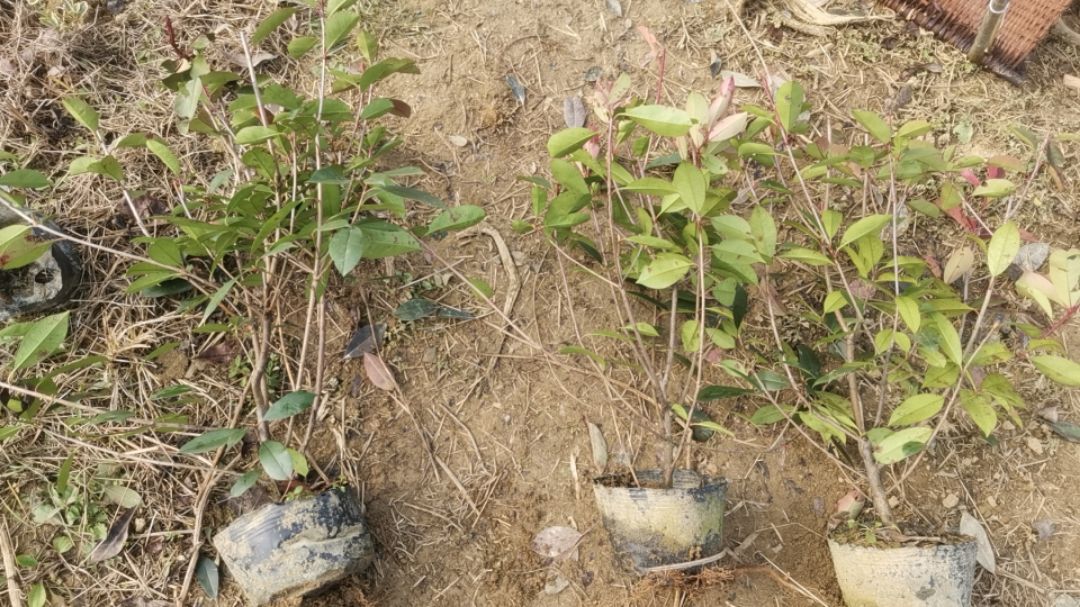 ��Ҷʯ�С��