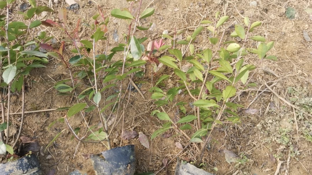 ��Ҷʯ�С��