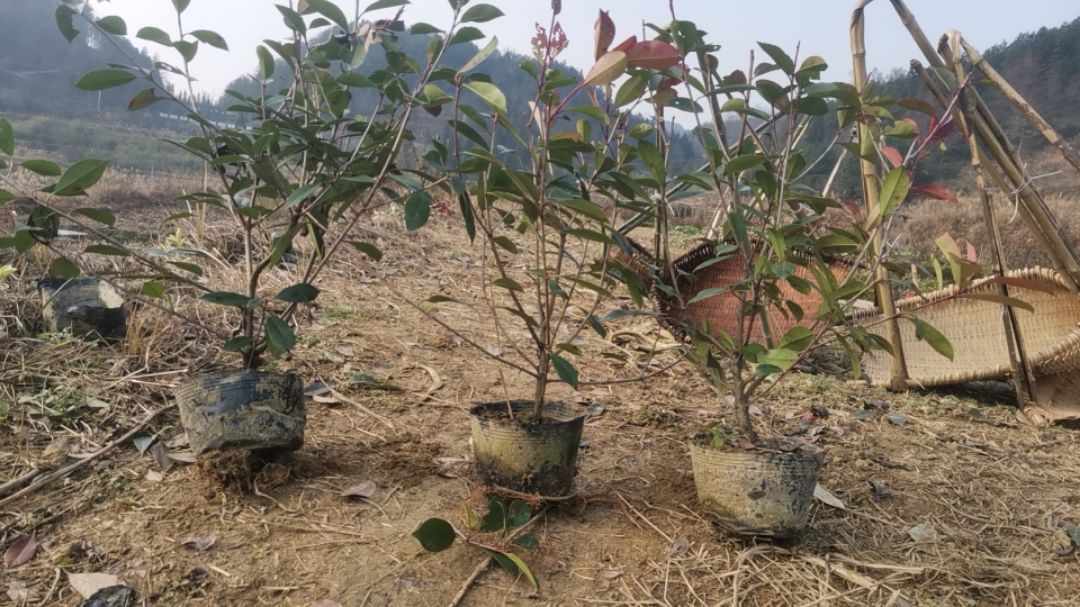 ��Ҷʯ�С��