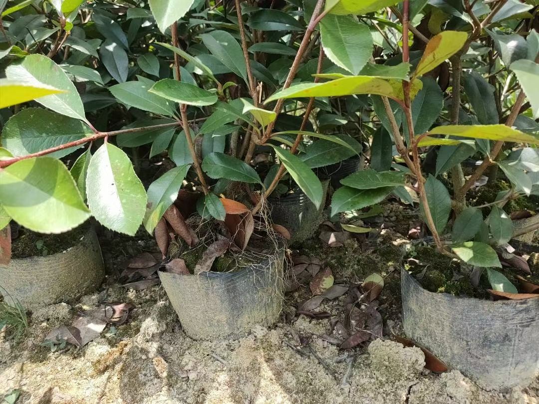 ��Ҷʯ�С��