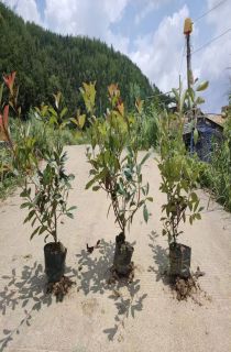 ��Ҷʯ�С��