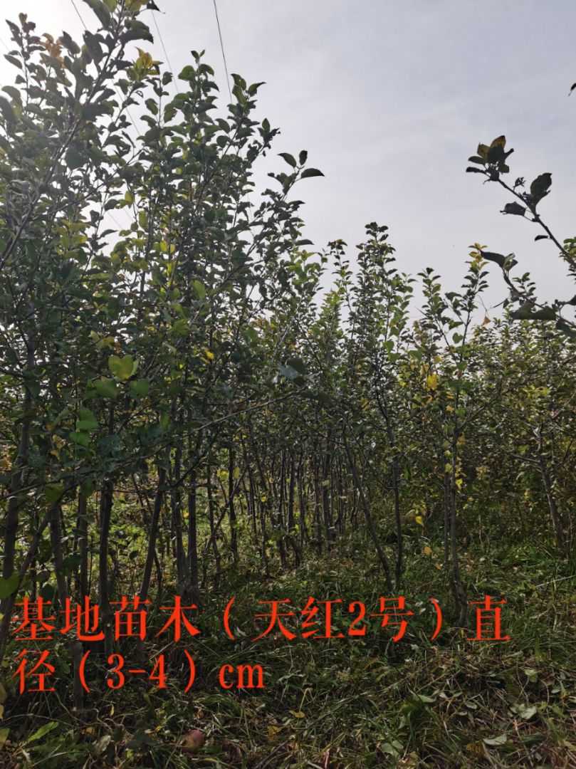 츻ʿƻ