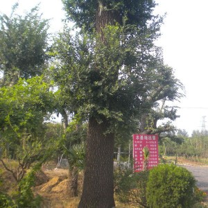 榆树