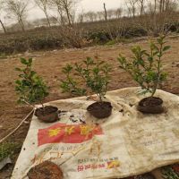 ������ì