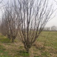 ����<span class=