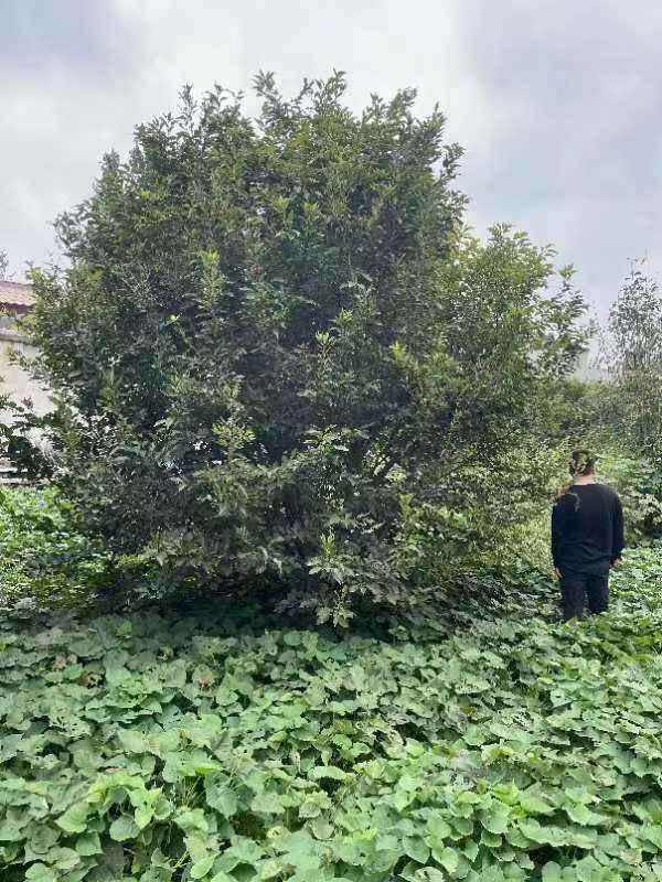 ӣ