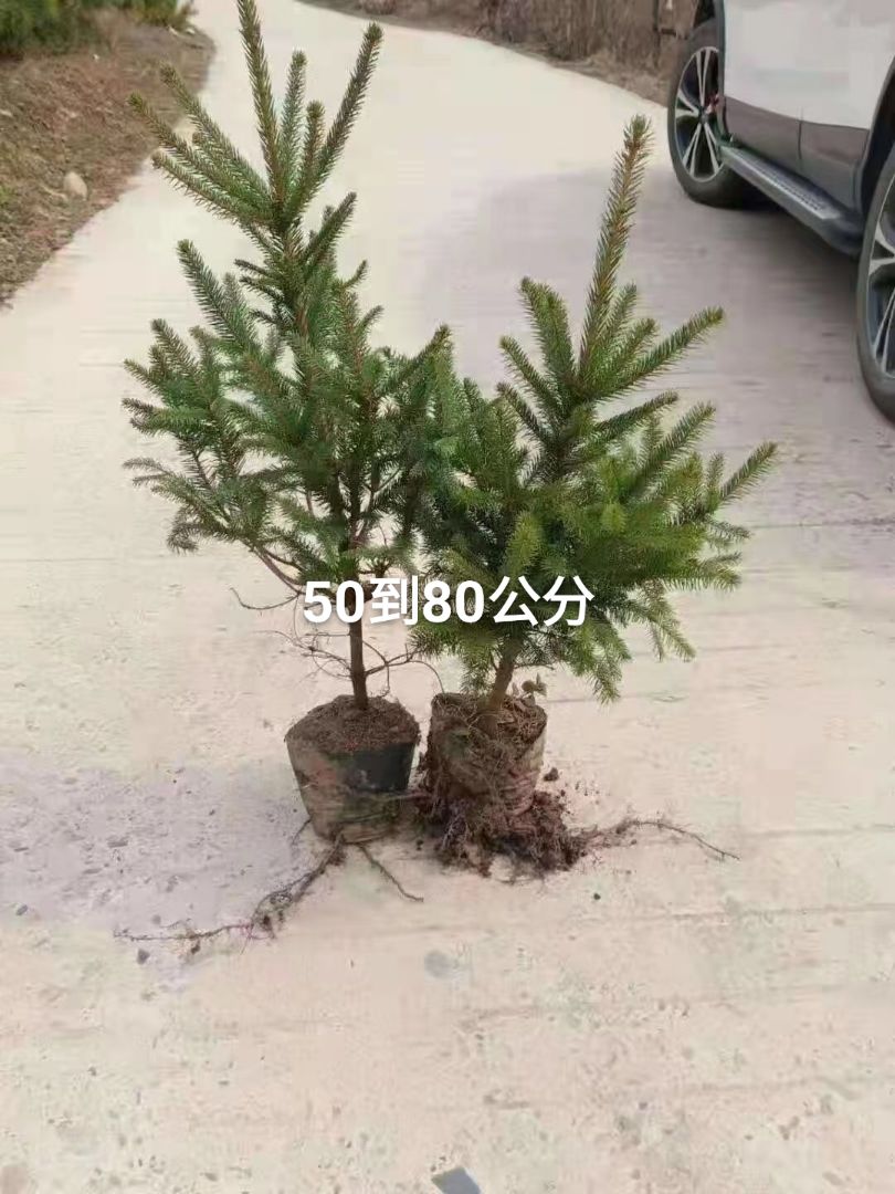 ຣɼ