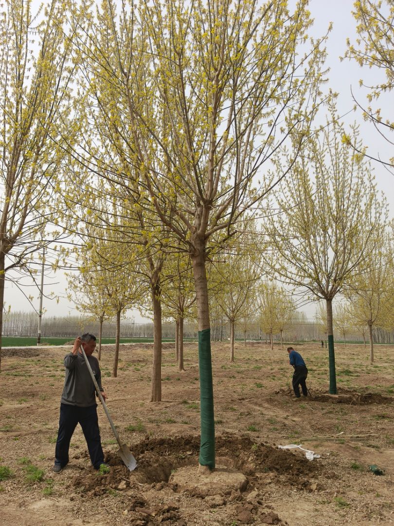 ��Ҷ��Ҷ��