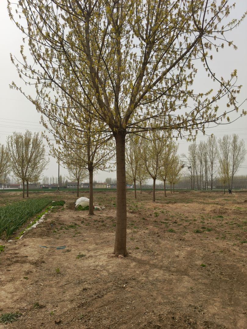 ��Ҷ��Ҷ��