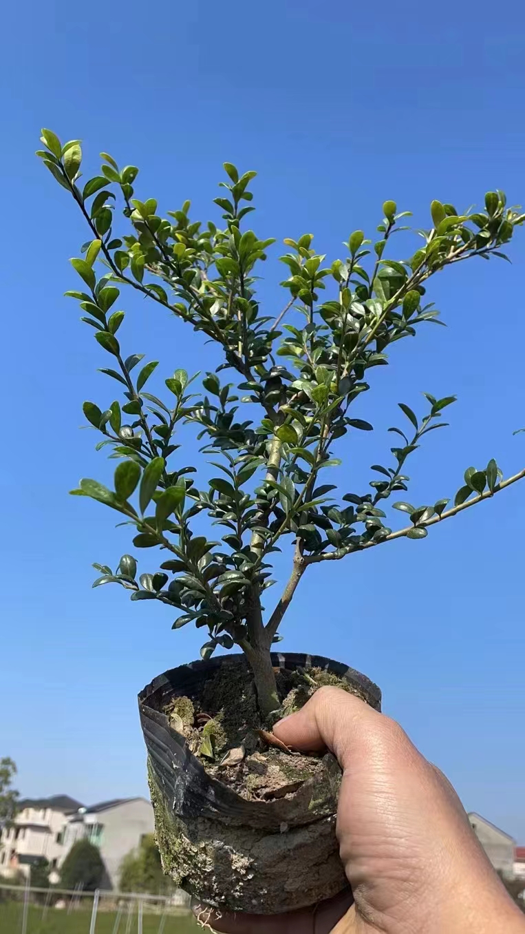 ׶