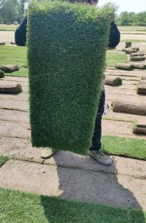 ļƺ