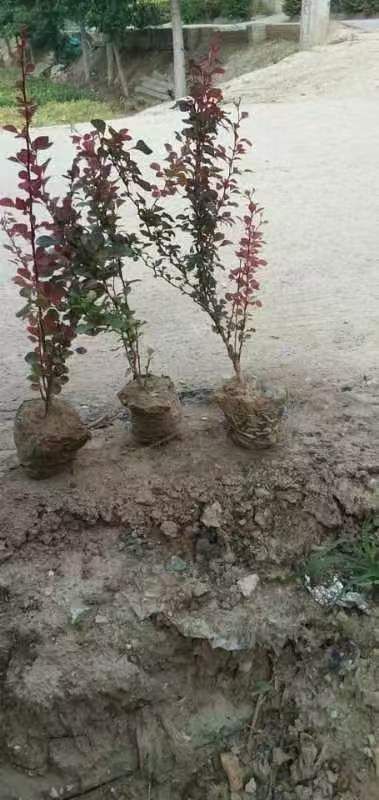 ҶС