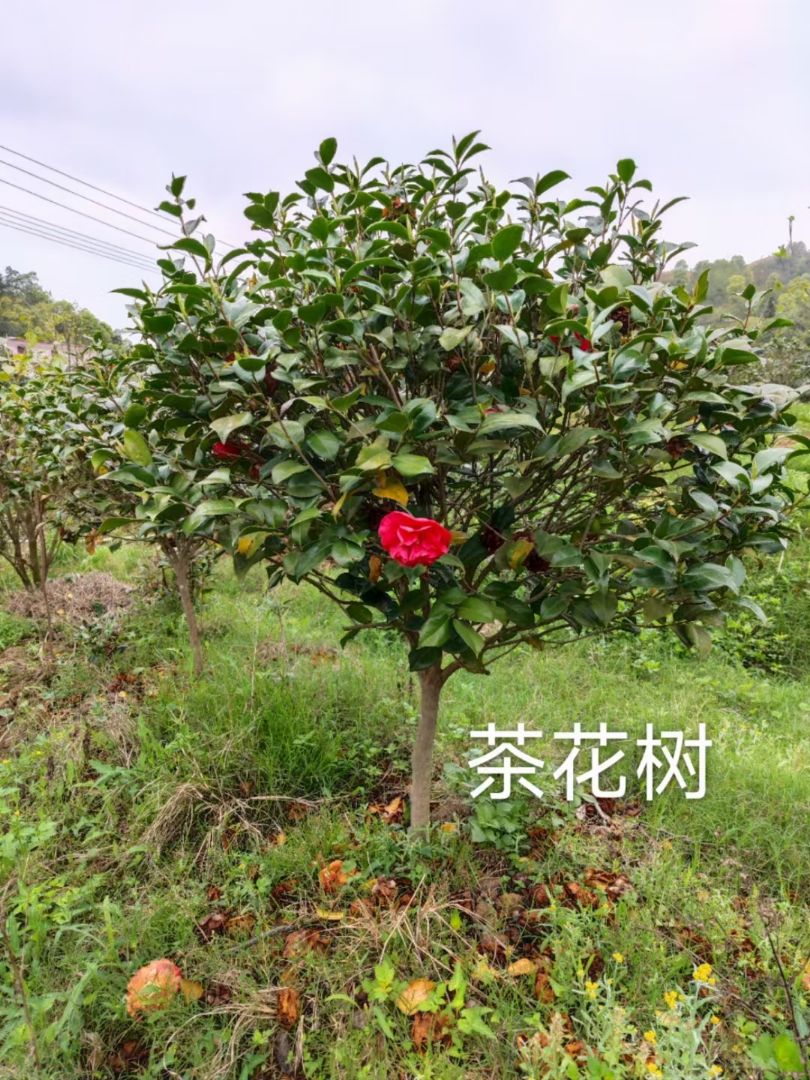 軨-īĵ