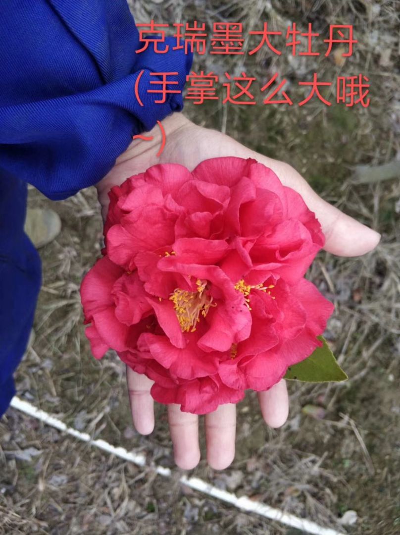 軨-īĵ