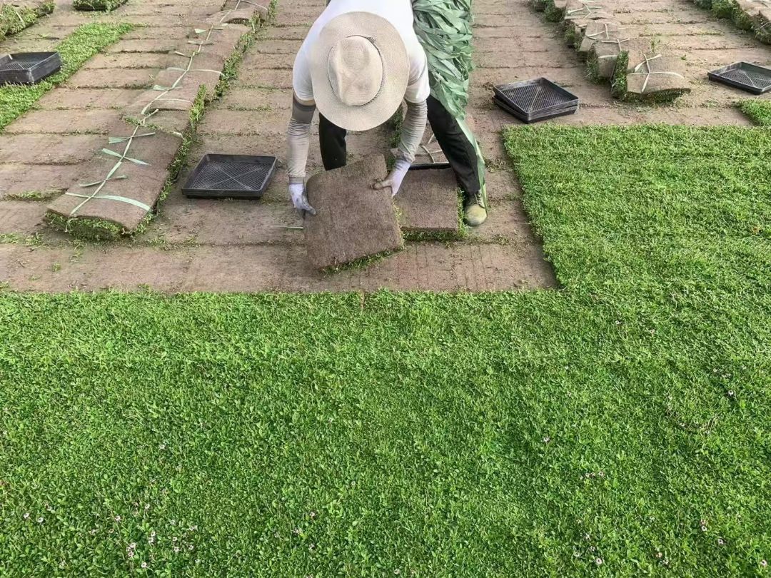 ĽƤ
