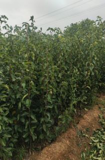 �����ߺ���