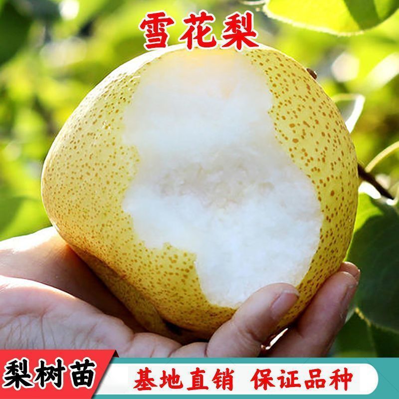 ѩ