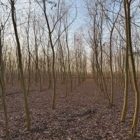 ��˿����