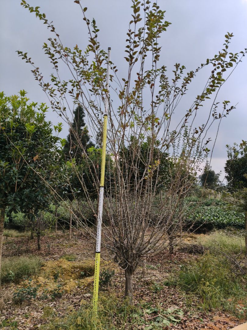 ��˿����