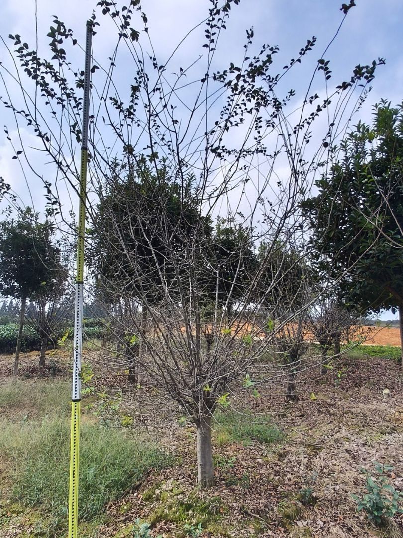 ��˿����