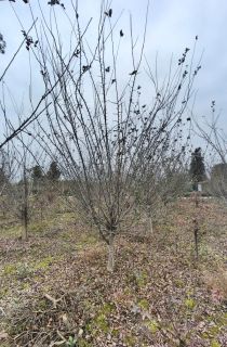 ��˿����