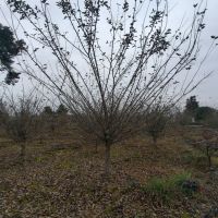 ��˿����