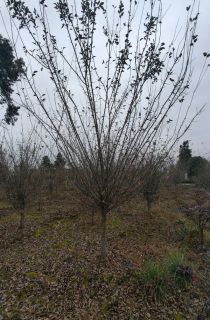 ��˿����