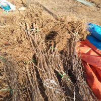 ����⨺�������