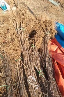 ����⨺�������