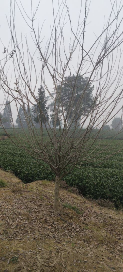 ��˿����