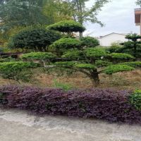 �����޺���