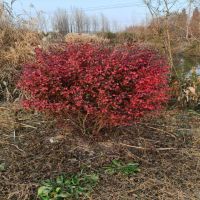 ������ì